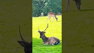 Wonderful deer I can’t get enough of seeing these beauties fallowdeer deer bucks 🦌🫎❤️ [upl. by Amaryllis]