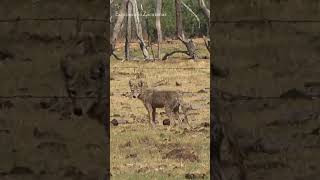 Un Coyotito en la presa del Tesorero [upl. by Kandace]