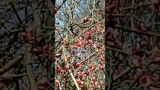 spring blooming bush in the garden 5 minutes in the garden ASMR nature springgarden [upl. by Agnesse]