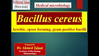 Bacillus cereus quotMedical microbiology [upl. by Etram]