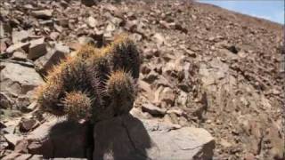 Copiapoa Solaris II Cactus Solarwmv [upl. by Naor]