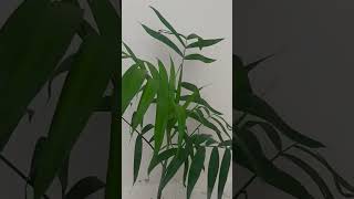 Bamboo palm plant [upl. by Drawyeh]