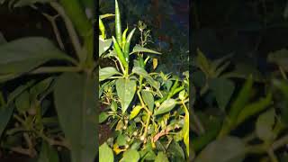 Chilli 🌶 plant with chillies nature birdsong birdsingingmusic birds insects tropicalfruit [upl. by Davilman870]