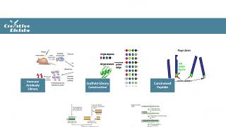 Phage Display Technology  Creative Biolabs Original Version [upl. by Oznole]