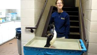 Rockhopper Penguin hopping down the stairsMOV [upl. by Kostman]