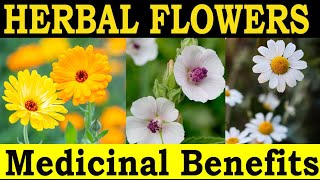 12 Medicinal Herbal Flowers and their Traditional Benefits [upl. by Llebiram968]