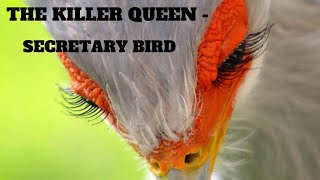 The Killer Queen  Secretary Bird [upl. by Laval]