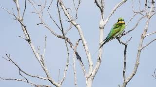 Rainbow Beeeater Hervey Bay Qld [upl. by Athalie]