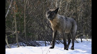 AU PAYS DU LOUP avec Gisèle Benoit Épisode 6 – Le chant du lac [upl. by Tse]