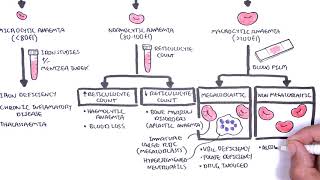 Anaemia anemia  classification microcytic normocytic and macrocytic and pathophysiology [upl. by Inafit]