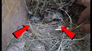 2 petites Tortues des jardins sur mon balcon [upl. by Denver]