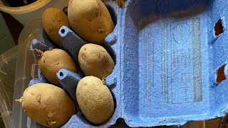 Chitting your first early potatoes Gardenguru604 [upl. by Meadows]