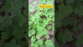 please subscribe 🙏🏻 oxalis plants farming vlogeer plants kha [upl. by Poliard]