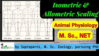 Isometric and Allometric Scaling [upl. by Clarke]