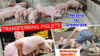 Transferring Piglets from Nursery to Grower Pen l Sobrang bigat na nila klaritafarmFarming [upl. by Keffer]