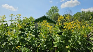 The Super Fantastic Native Sunflower Cup Plant [upl. by Niuqram149]