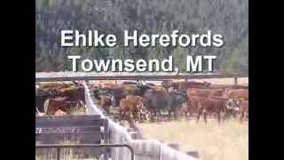 Life on the Ehlke Hereford Ranch [upl. by Ennovehs]