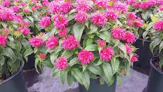 Monarda Cherry Pops Bee Balm  Super Easy to Grow Native Attracts Pollinators 🐝💚Hummingbirds🐦 [upl. by Chrissa]