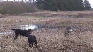 Gordon setter [upl. by Ainez]