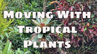 Bromeliad Series Pt 3 How to Mount Bromeliads to Trees Moving with Plants [upl. by Guadalupe996]