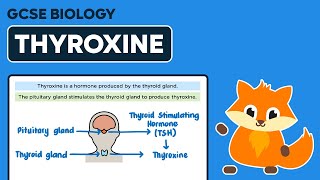 Thyroxine  GCSE Biology [upl. by Otho]