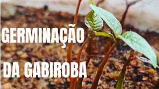 Germinação da Gabiroba Guavira [upl. by Llenad453]