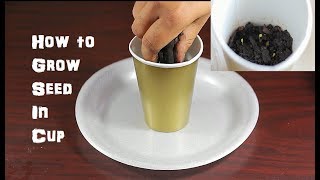 Grow A Seed In Cup ep 1 Garden Series [upl. by Pauli]