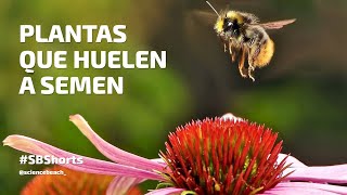 ¿Por qué algunas PLANTAS huelen a SEMEN  SBShorts [upl. by Lothario]