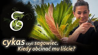 Cycas revoluta czyli sagowiec  problemy z liśćmi Kiedy obcinać liście sagowca Egzotycznie cykas [upl. by Mchenry]