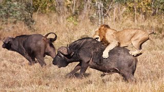 The Ultimate Apex Predators Of The African Wilderness [upl. by Alel866]