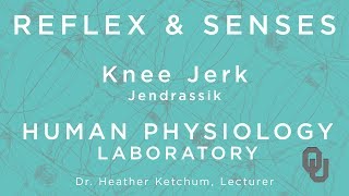 Knee Jerk  Jendrassik for GTAs  Reflex amp Senses  Human Physiology  Dr Ketchum [upl. by Bennie14]