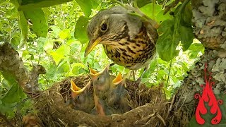 Nesting birds [upl. by Anitak501]