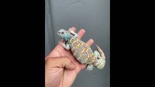 Powder Blue Ornate Uromastyx Yearling [upl. by Sirah]