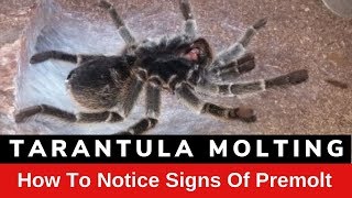 Tarantula Molting How To Notice The Signs Of Premolt [upl. by Haletta]