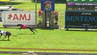 Capalaba06102024Race1 [upl. by Yrro]