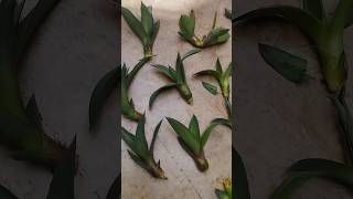 how to grow an agave plant at home  plants gardening [upl. by Merla167]