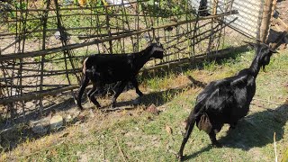 Bakri palan Faida ya Nuksaan  goatfarming bakri goats islamic bussnies tijarat karobar [upl. by Korns]