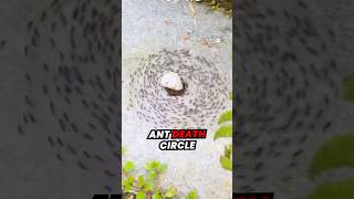 The Terrifying Reality of ‘Ant DEATH Circles’ [upl. by High]