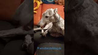 Galgo Manu mag einfach keine Gurken 🥒🤪🤣 shorts windbeutelblog galgoespanol cucumber gurke [upl. by Natiha]