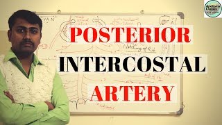 Posterior Intercostal Artery [upl. by Annaj89]