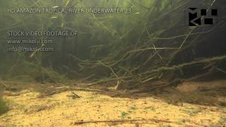 Amazon Tropical River Underwater Stock Video Footage 23 [upl. by Htidirem672]