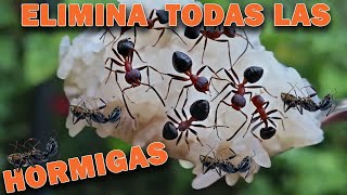 DILE ADIOS A TODAS LAS HORMIGAS EN TU CASA HUERTO O JARDIN [upl. by Einhpets325]