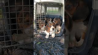 Coaxing 7 adorable baby BEAGLES out of the crate after VET [upl. by Hartman]