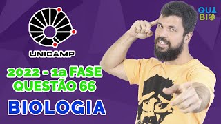 UNICAMP 2022  1a Fase  Questão 66  Após a transformação do meristema vegetativo em meristema flor [upl. by Litch]