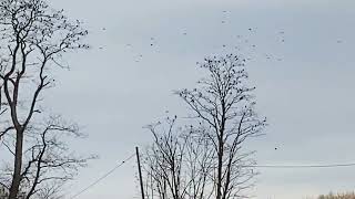 Murmuration Pennsylvania [upl. by Assyle537]