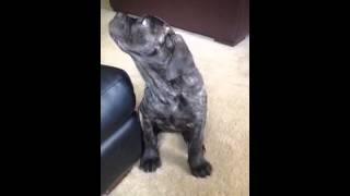 Cane Corso 11 weeks ADORABLE [upl. by Atnoled564]