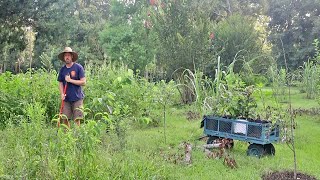 How to Start a Food Forest the Easy Way [upl. by Llenra]