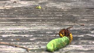 Wasp eating a caterpillar [upl. by Morril]