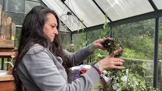 DoubleUp White Begonias and Dichondra Silver Falls go into the Greenhouse [upl. by Glenine]