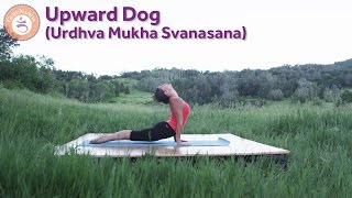 Upward Dog Pose Urdhva Mukha Svanasana [upl. by Jo427]